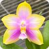 Phal. Yang Yang Pink Mary